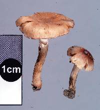 Hebeloma mesophaeum image