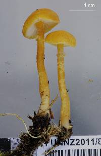 Cystoderma muscicola image