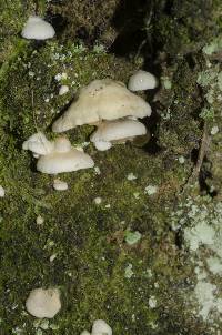 Crepidotus gilvidus image