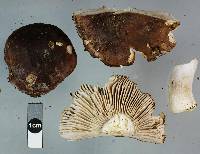 Russula griseostipitata image