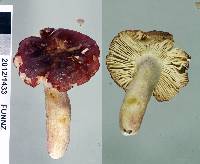 Russula macrocystidiata image