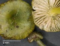 Entoloma viridomarginatum image