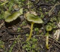 Entoloma viridomarginatum image