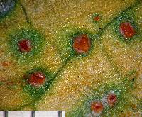 Puccinia tiritea image