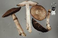 Agaricus silvaticus image