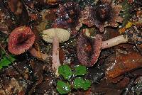 Russula roseostipitata image