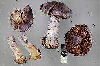 Cortinarius austrovaginatus image