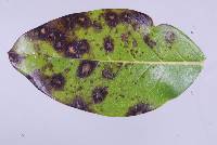 Phaeophleospora atkinsonii image