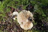 Clitocybe eucalyptorum image