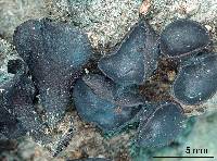 Chlorociboria aeruginascens image