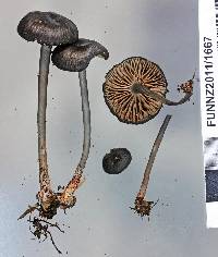 Entoloma asprelloides image