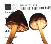 Entoloma procerum image