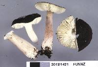 Russula pilocystidiata image