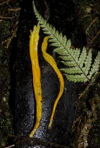 Clavulinopsis depokensis image