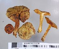 Cortinarius subgemmeus image