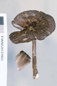 Pluteus similis image