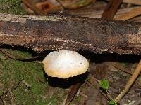 Crepidotus praecipuus image