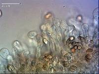 Crepidotus gilvidus image