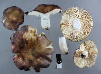 Russula grisea image