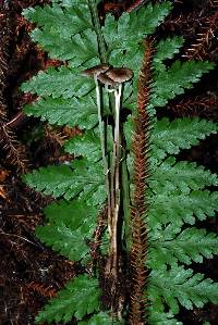 Mycena helminthobasis var. novae-zelandiae image