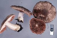 Agaricus dulcidulus image