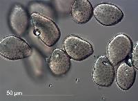 Pucciniastrum epilobii image