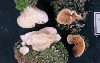 Crepidotus gilvidus image