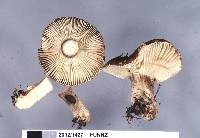 Russula griseostipitata image