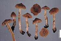 Cortinarius waiporianus image