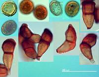 Puccinia hordei image