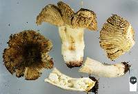 Russula vinaceocuticulata image