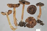 Inocybe fuscosquarrosa image