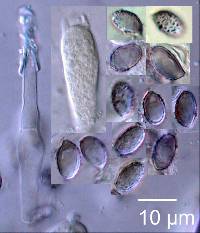 Melanoleuca exscissa var. exscissa image
