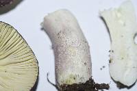 Russula macrocystidiata image