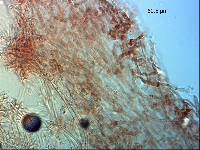 Tricholoma elegans image