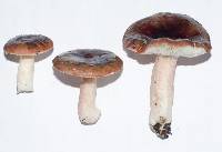 Russula pilocystidiata image