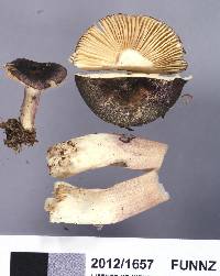 Russula roseostipitata image