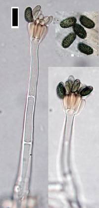 Stachybotrys dichroa image