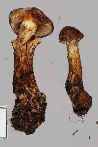 Cortinarius pholiotellus image