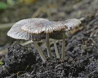 Coprinellus plagioporus image