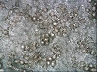 Volvariella volvacea image