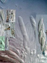 Lasiosphaeria strigosa image
