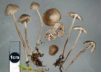 Mycena leptocephala image