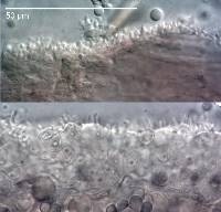 Mycena subdebilis image