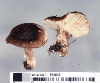 Russula griseostipitata image