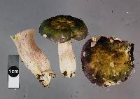 Russula umerensis image