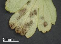 Septoria apiicola image