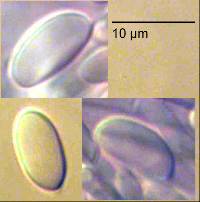 Tremellodendropsis inflata image