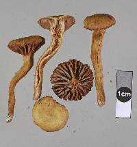 Laccaria pumila image