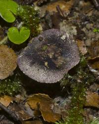 Russula roseostipitata image